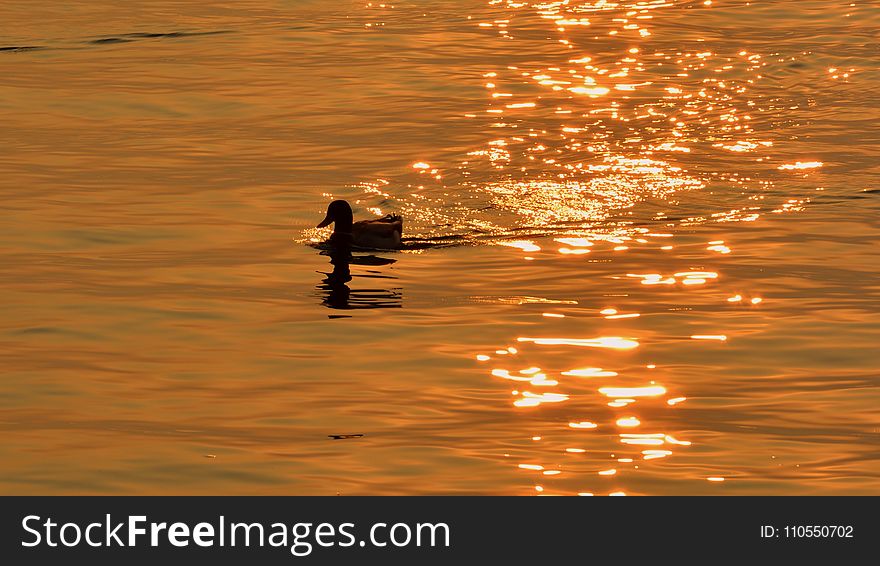 Water, Reflection, Bird, Water Bird