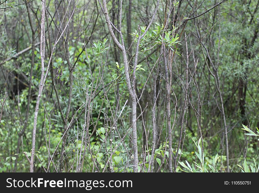 Vegetation, Ecosystem, Nature Reserve, Forest