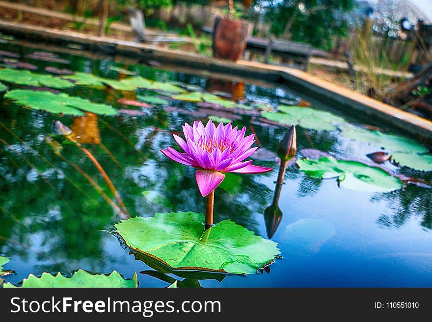 Flower, Water, Plant, Nature