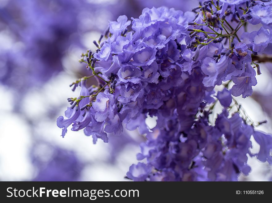 Blue, Branch, Flower, Purple