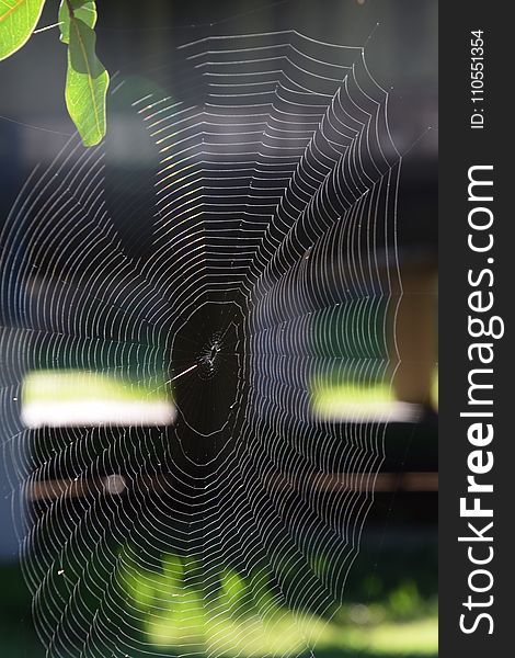 Spider Web, Close Up, Invertebrate, Line