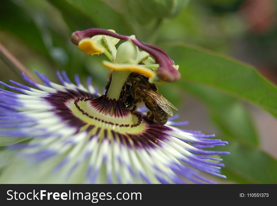 Flower, Bee, Honey Bee, Passion Flower