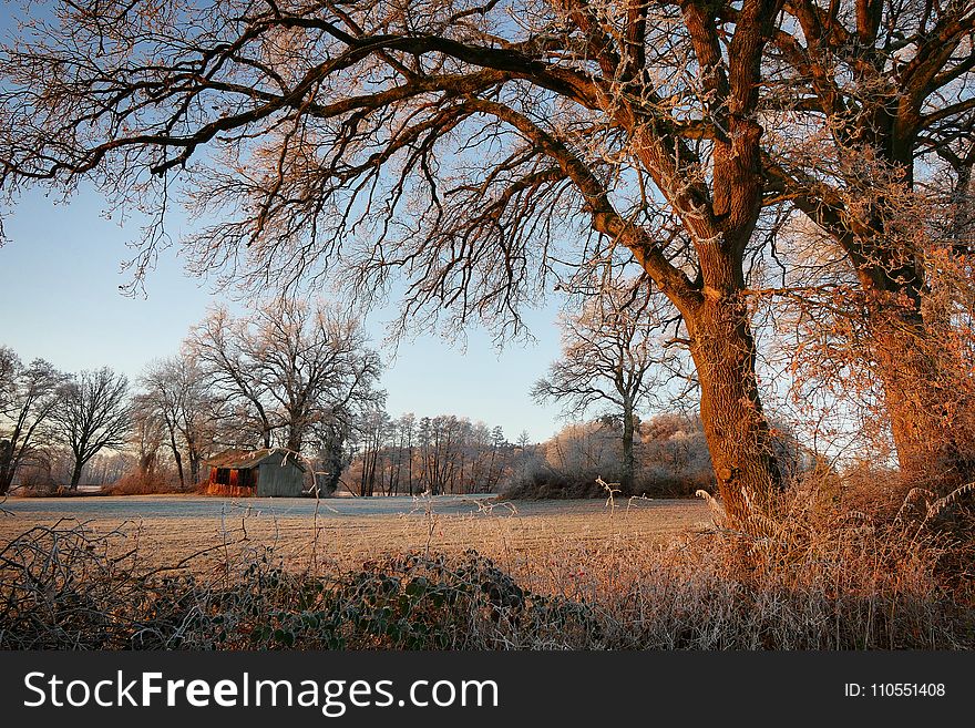 Tree, Nature, Sky, Branch