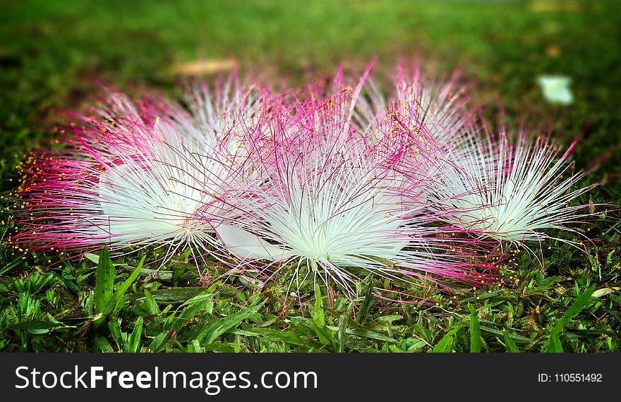 Vegetation, Flora, Plant, Grass