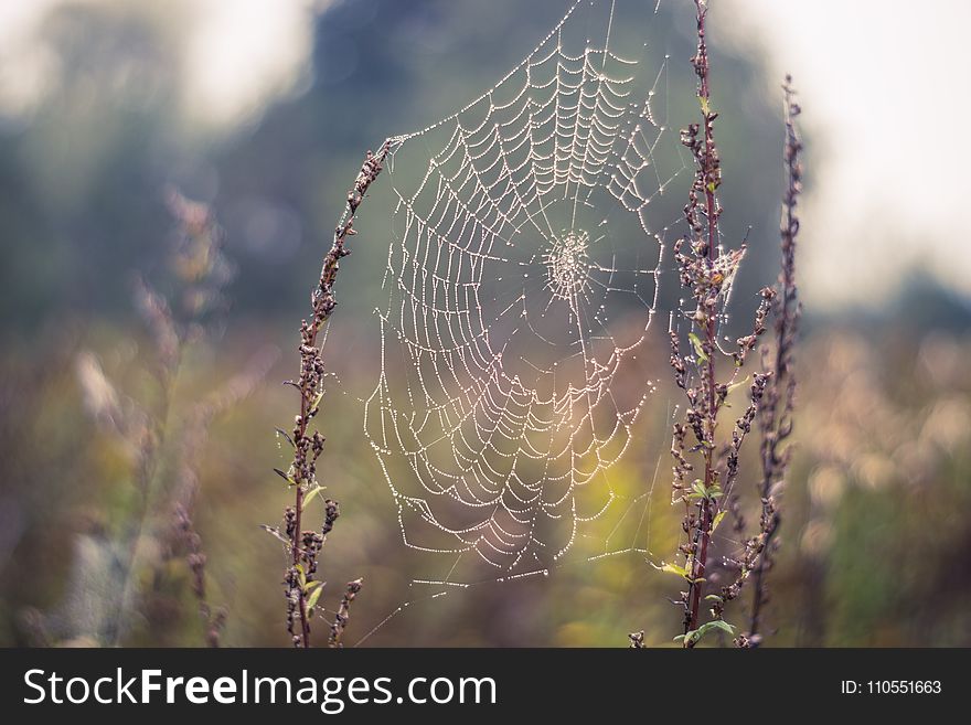 Spider Web, Water, Moisture, Morning