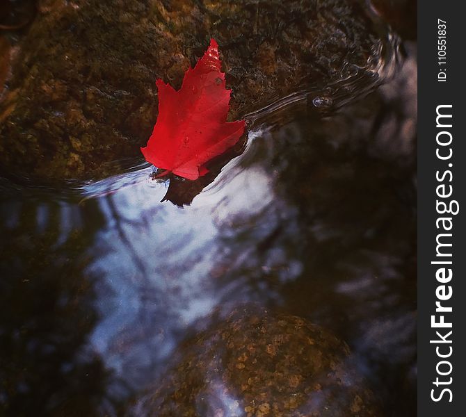Water, Leaf, Reflection, Red