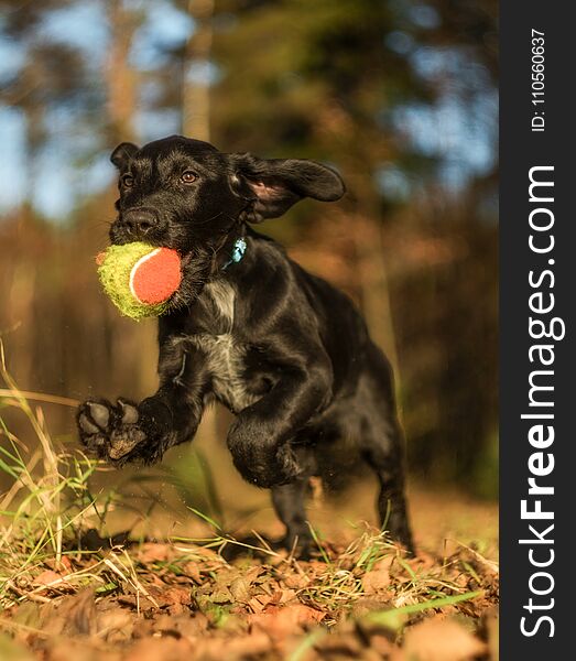 Jumping Black Puppy With A Ball. Beautiful Autumn Dog Photo In Motion.