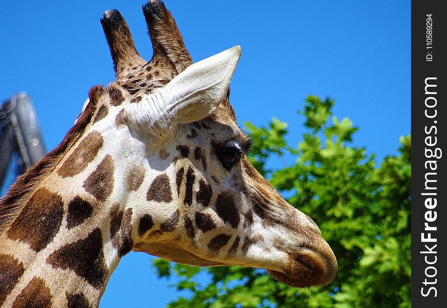 Giraffe Head Beside Green Leafed Tree