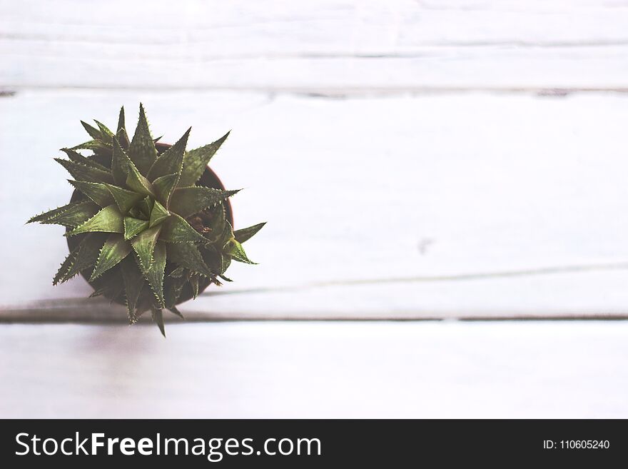 Small decorative succulent plant on white wooden table, with cop