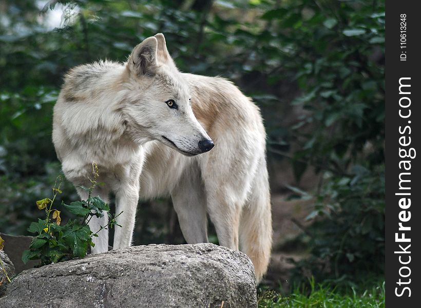 Wildlife, Fauna, Wolf, Canis Lupus Tundrarum