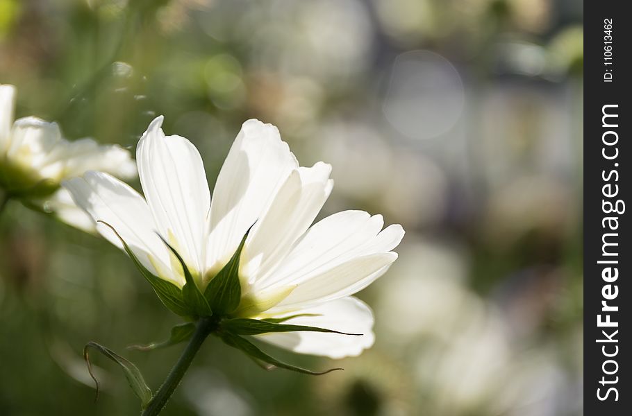 Flower, White, Flora, Plant