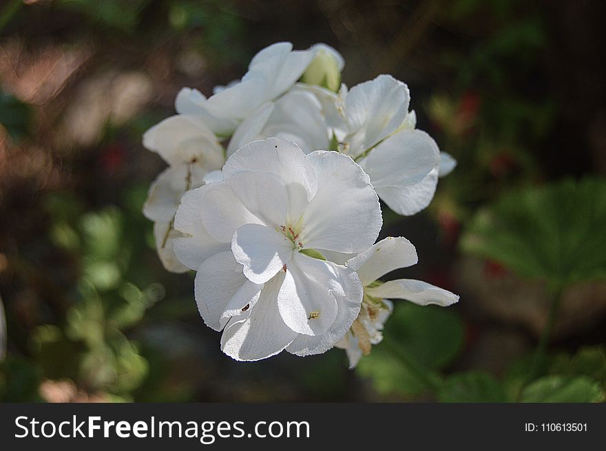 Flower, White, Plant, Flora