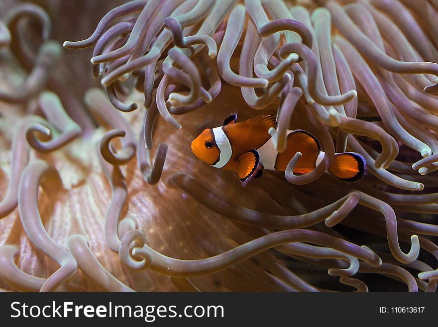 Marine Biology, Coral, Organism, Sea Anemone