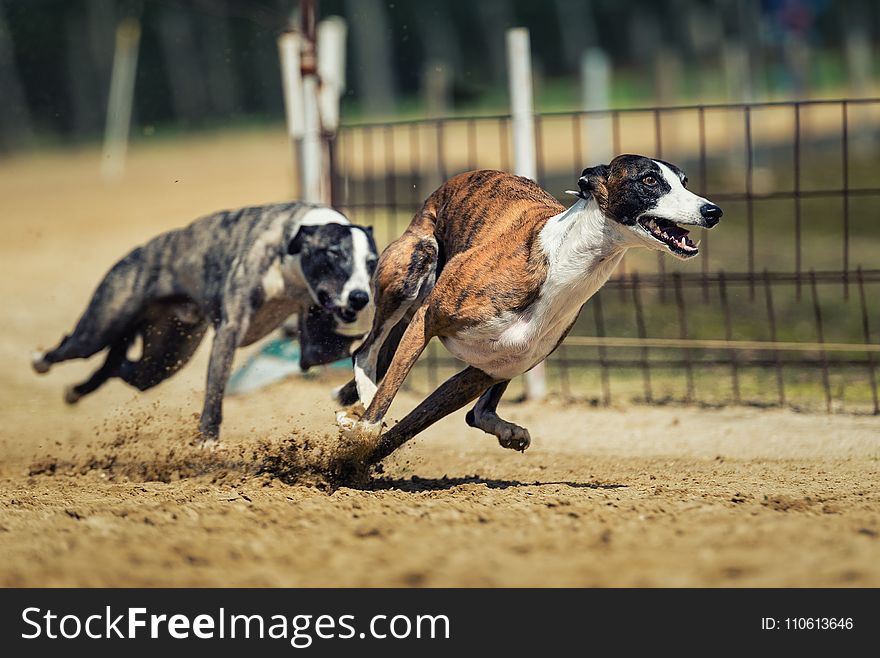 Animal Sports, Greyhound Racing, Dog, Dog Sports