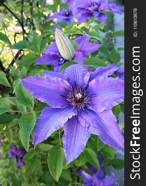 Flower, Plant, Clematis, Flowering Plant