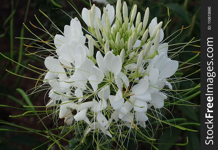 White, Flora, Plant, Flower