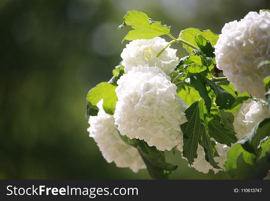 White, Flower, Plant, Viburnum