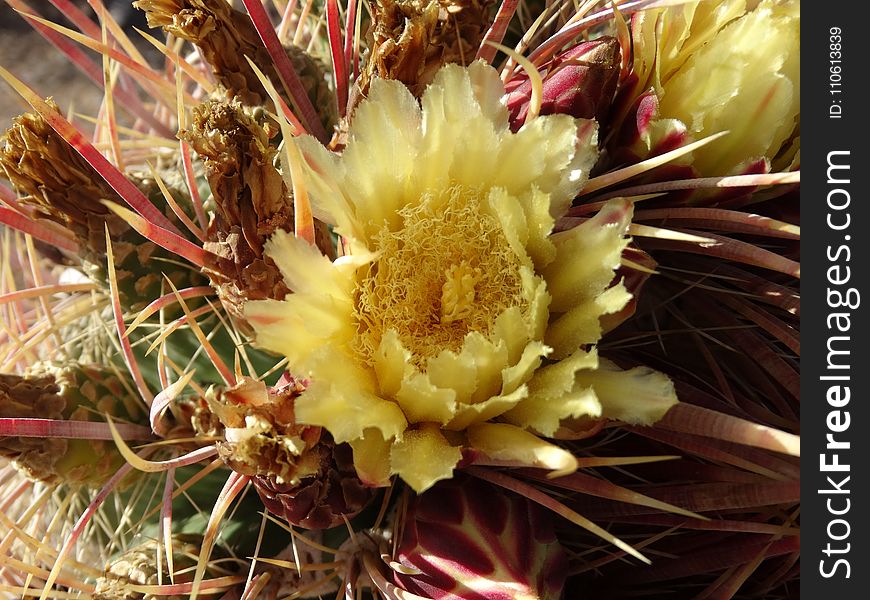 Flowering Plant, Plant, Cactus, Hedgehog Cactus