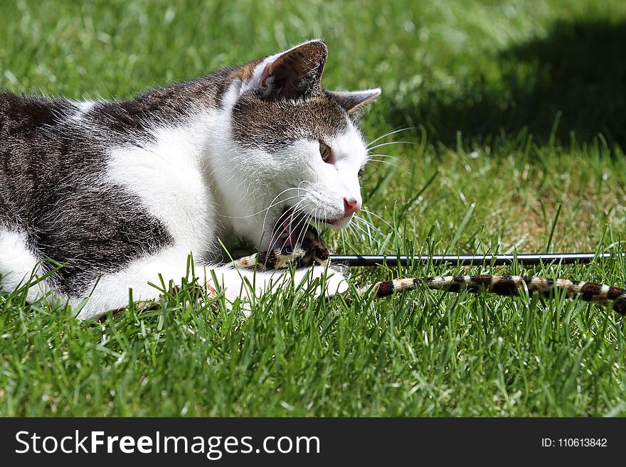 Cat, Fauna, Grass, Small To Medium Sized Cats