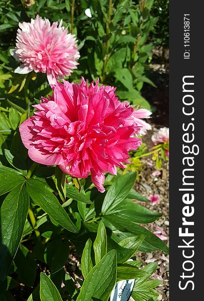 Flower, Plant, Flowering Plant, Peony