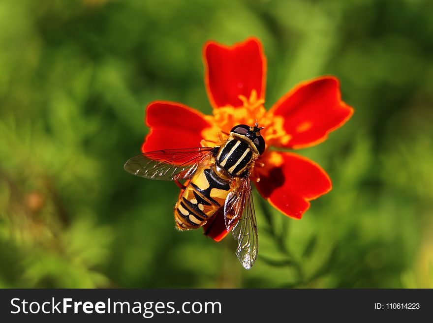 Bee, Insect, Honey Bee, Nectar