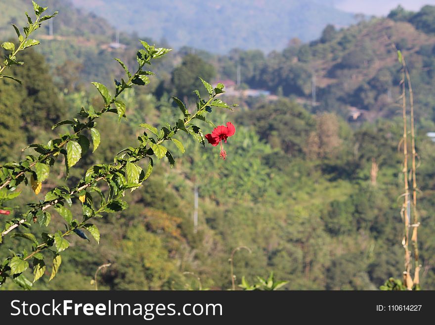 Vegetation, Ecosystem, Plant, Flora