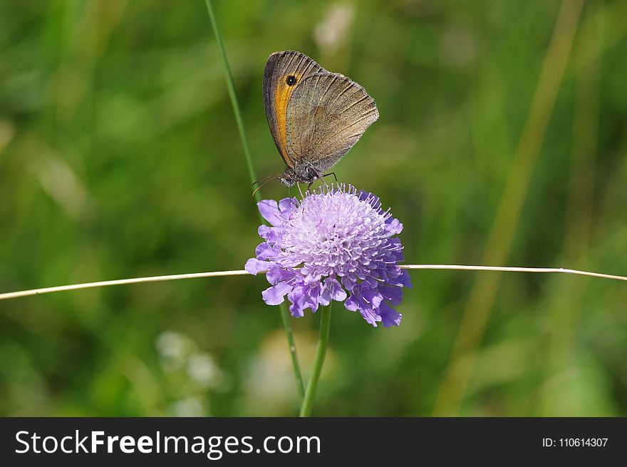 Butterfly, Moths And Butterflies, Insect, Brush Footed Butterfly