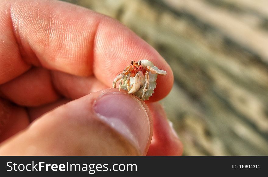 Finger, Close Up, Insect, Nail