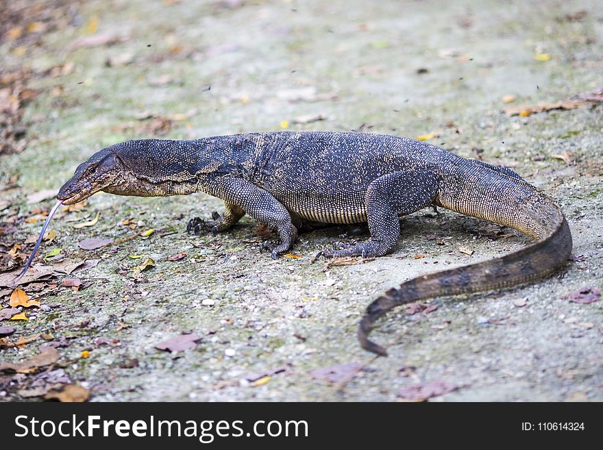 Reptile, Terrestrial Animal, Fauna, Scaled Reptile