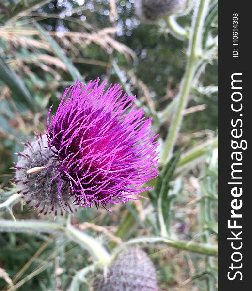 Silybum, Thistle, Plant, Cynara