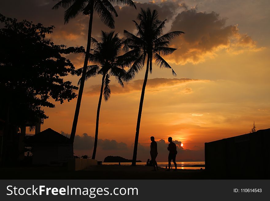 Sky, Sunset, Sunrise, Palm Tree