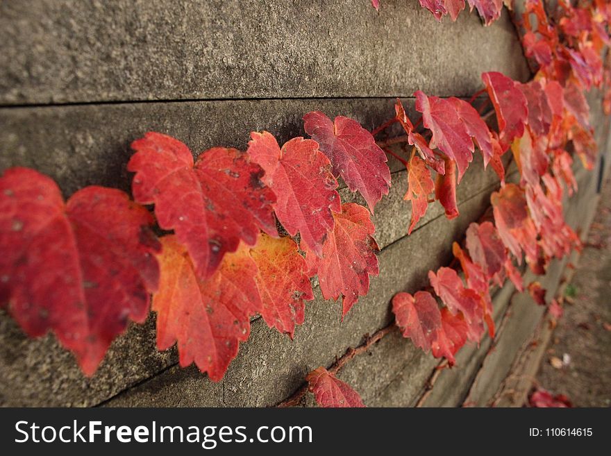 Leaf, Autumn, Maple Leaf, Petal