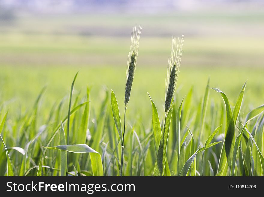 Field, Grass, Grassland, Crop