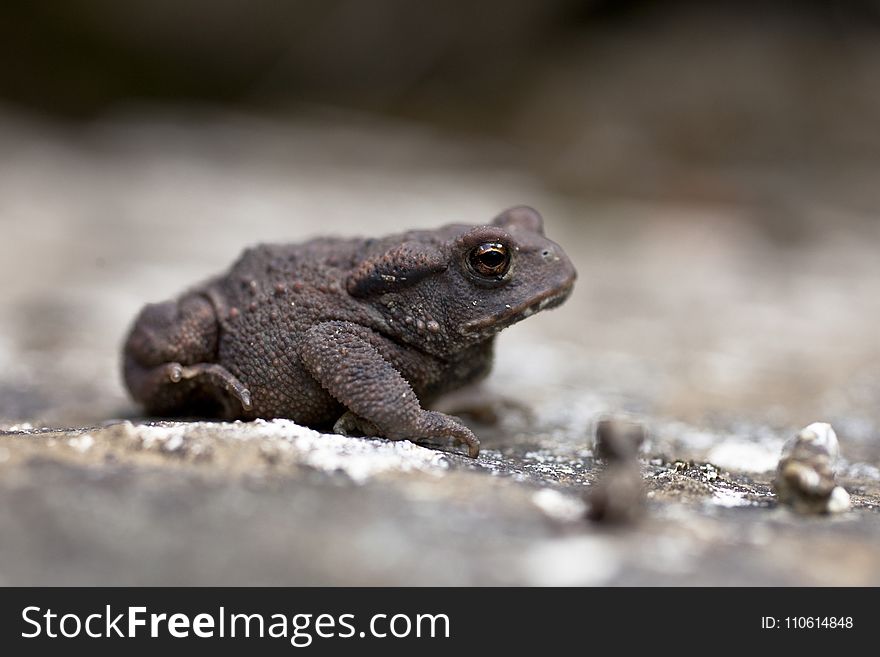 Toad, Amphibian, Terrestrial Animal, Frog