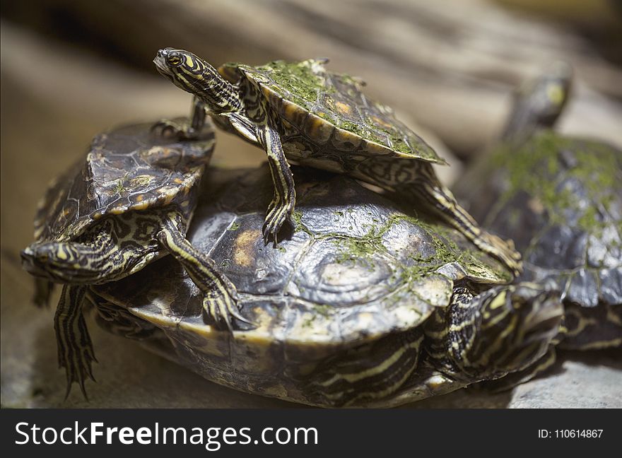 Turtle, Emydidae, Reptile, Common Snapping Turtle
