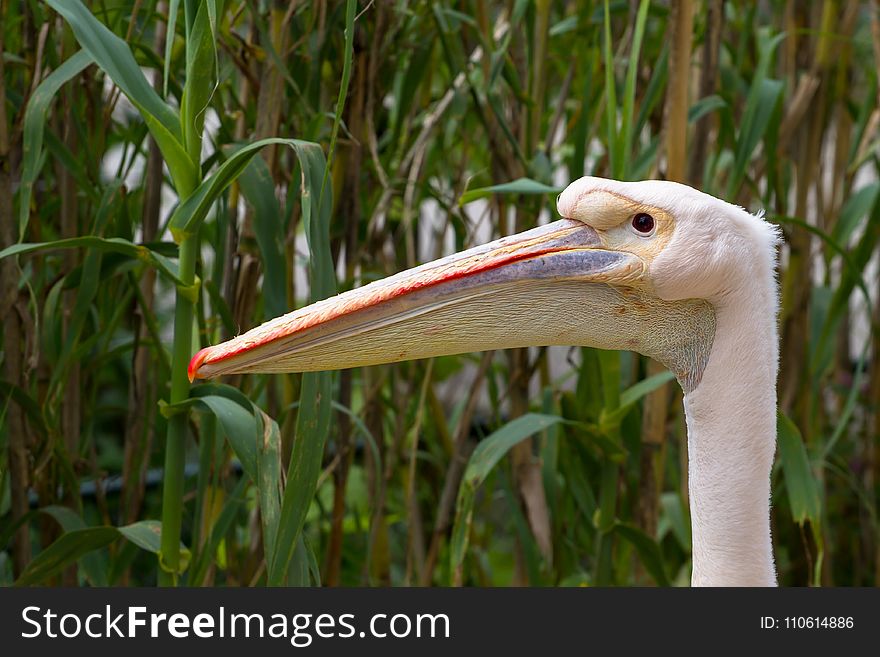 Beak, Bird, Fauna, Pelican