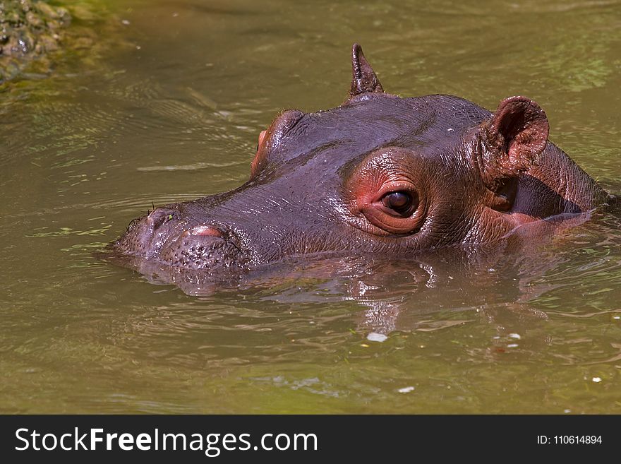 Hippopotamus, Fauna, Wildlife, Mammal