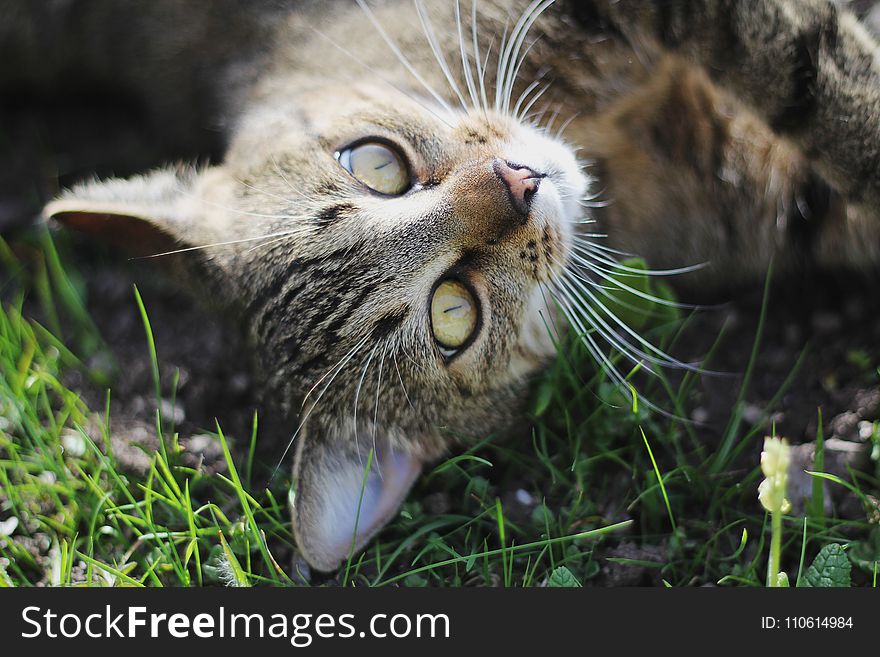Cat, Whiskers, Fauna, Grass
