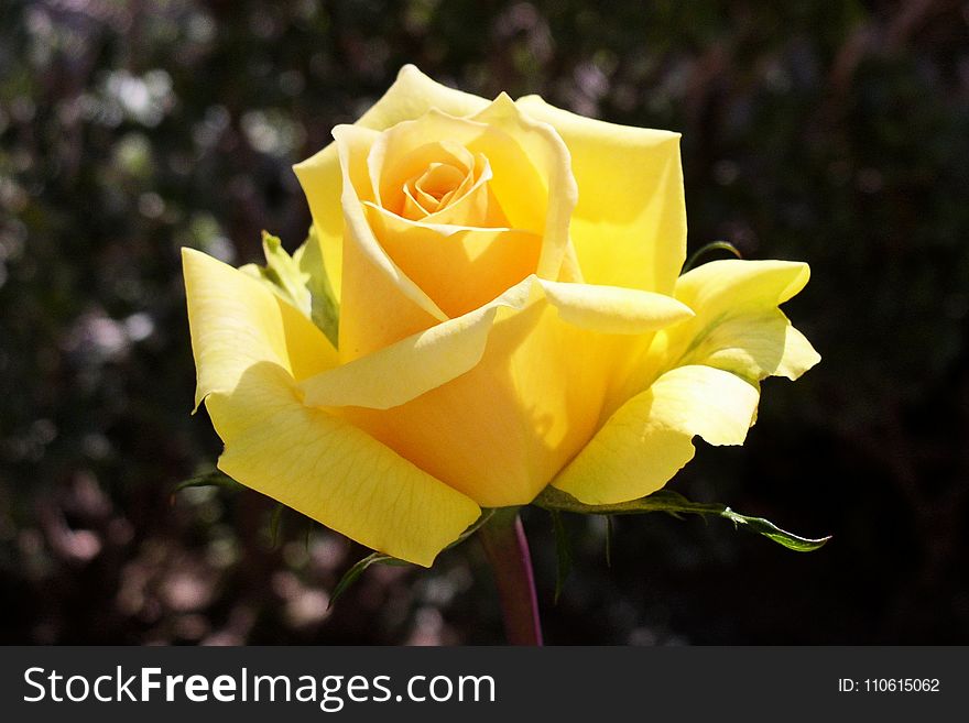 Rose, Flower, Rose Family, Yellow