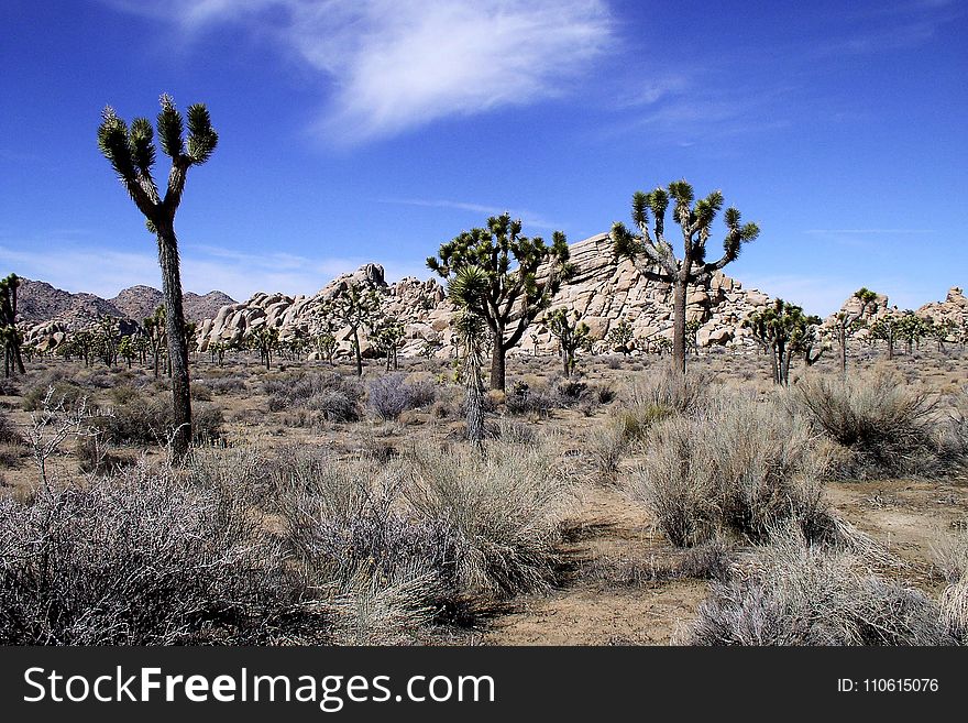 Vegetation, Ecosystem, Shrubland, Sky