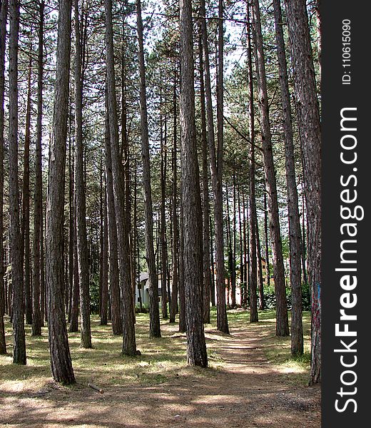 Tree, Ecosystem, Woodland, Grove