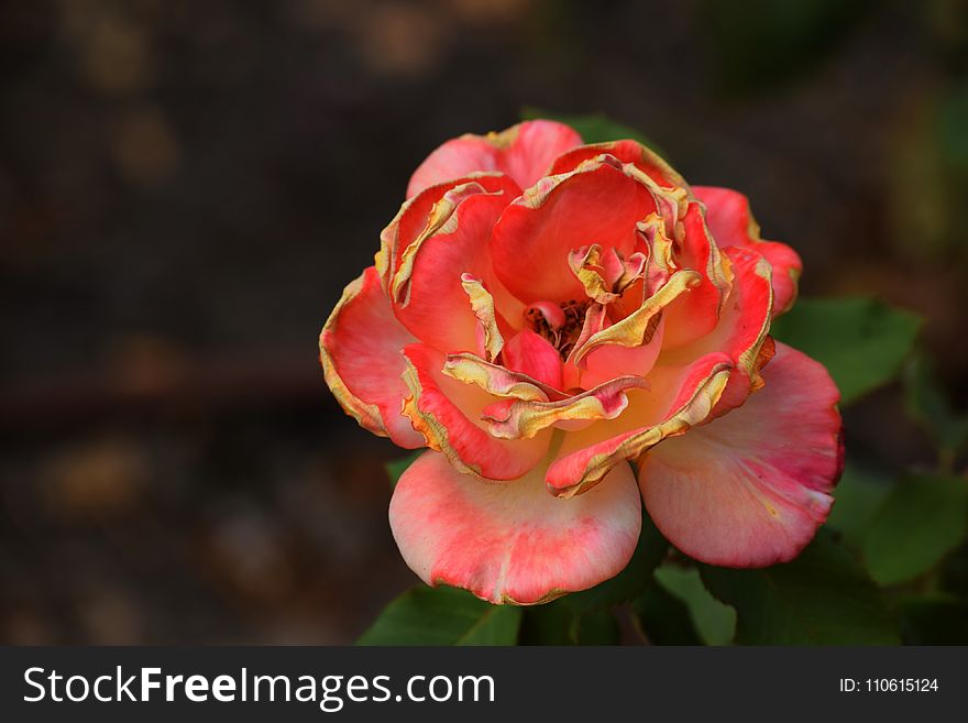 Flower, Flora, Plant, Rose Family