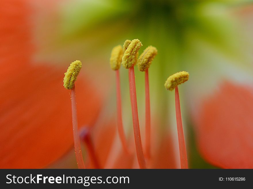 Flower, Macro Photography, Close Up, Flora