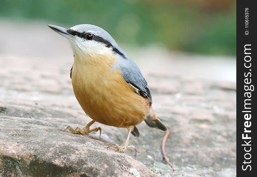 Bird, Fauna, Beak, Wildlife