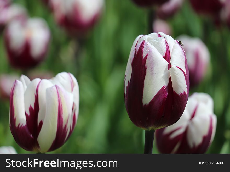 Flower, Plant, Flowering Plant, Tulip