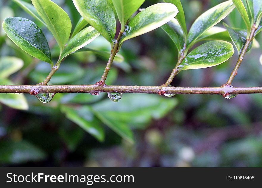 Plant, Leaf, Branch, Plant Stem