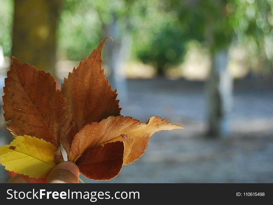 Leaf, Autumn, Deciduous, Close Up