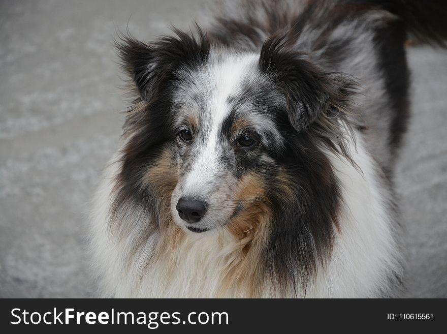 Dog, Dog Breed, Scotch Collie, Dog Like Mammal