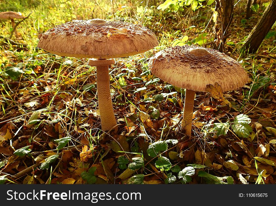 Mushroom, Fungus, Penny Bun, Edible Mushroom