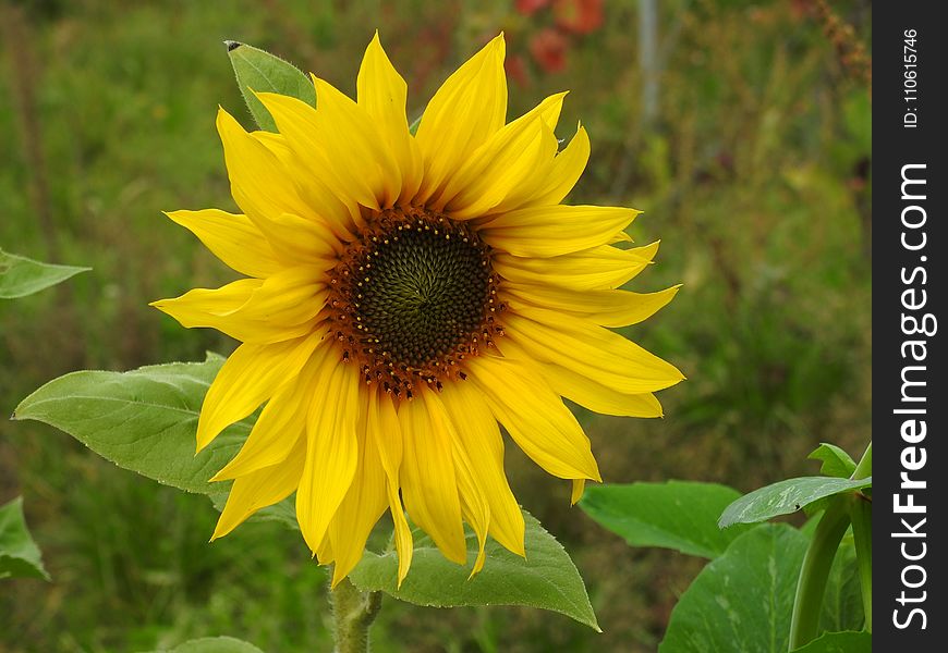 Flower, Sunflower, Yellow, Plant